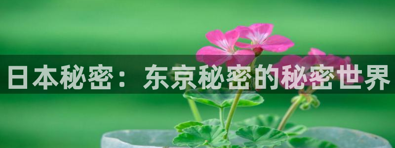 风车动漫(p)_专注动漫的门：日本秘密：东京秘密的秘密世界